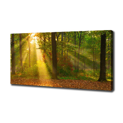 Quadro su tela Foresta al sole