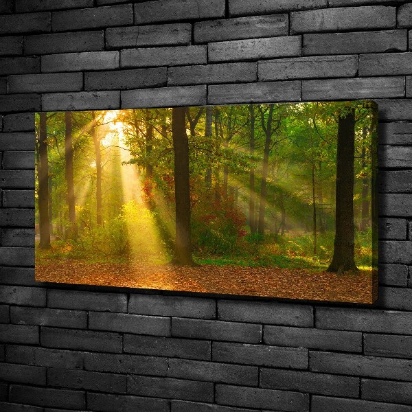 Quadro su tela Foresta al sole