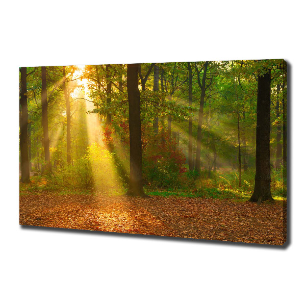 Quadro su tela Foresta al sole