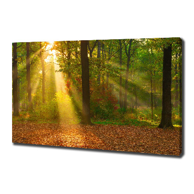 Quadro su tela Foresta al sole