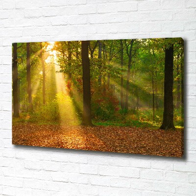 Quadro su tela Foresta al sole