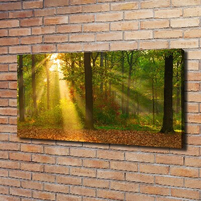 Quadro su tela Foresta al sole
