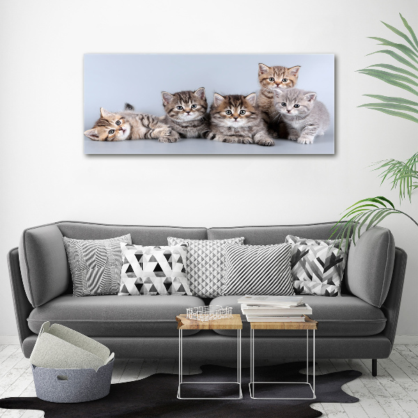 Foto quadro su tela Cinque gatti