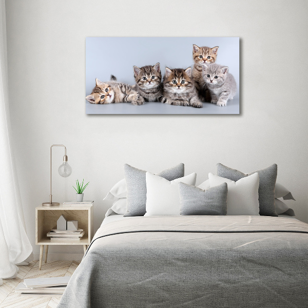 Foto quadro su tela Cinque gatti