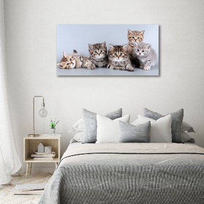 Foto quadro su tela Cinque gatti