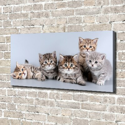 Foto quadro su tela Cinque gatti