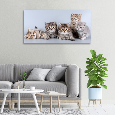 Foto quadro su tela Cinque gatti