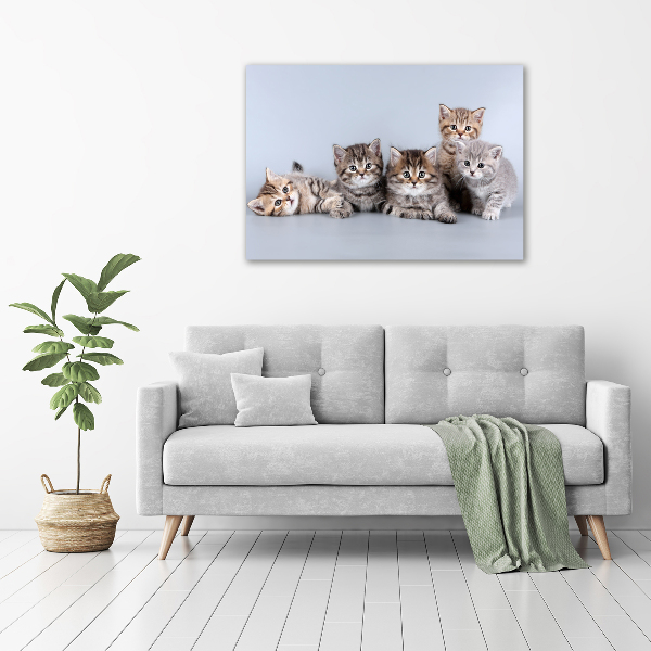 Foto quadro su tela Cinque gatti