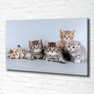 Foto quadro su tela Cinque gatti