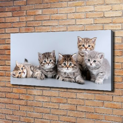 Foto quadro su tela Cinque gatti