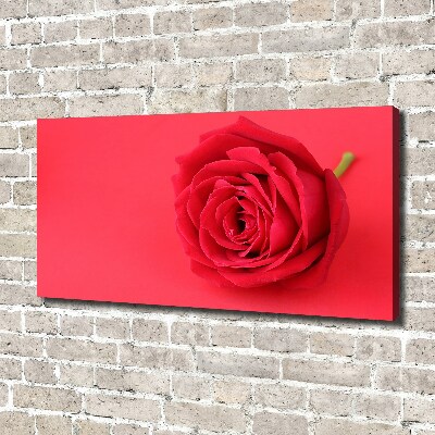 Foto quadro su tela Rosa rossa