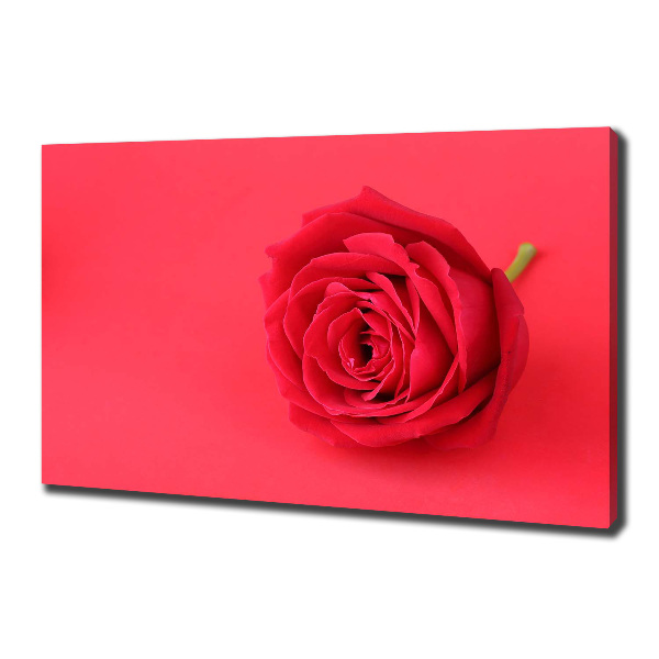 Foto quadro su tela Rosa rossa