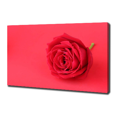 Foto quadro su tela Rosa rossa
