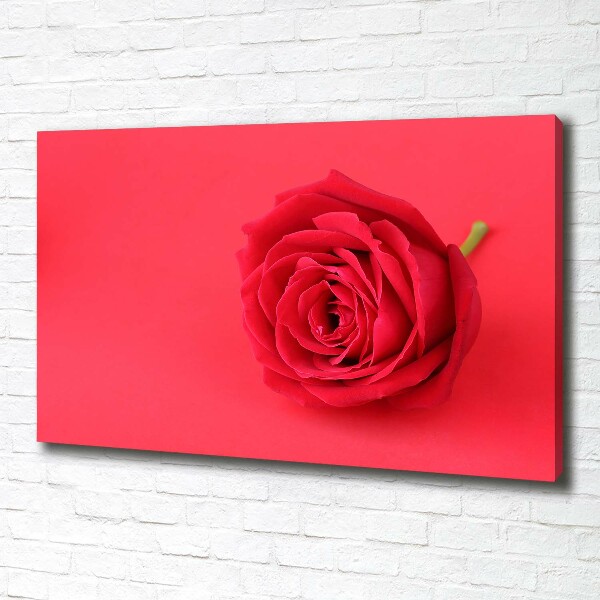 Foto quadro su tela Rosa rossa