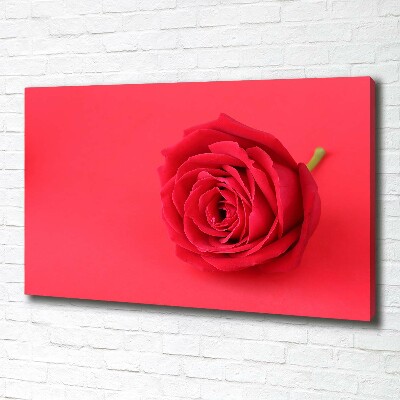 Foto quadro su tela Rosa rossa