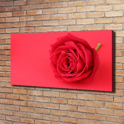 Foto quadro su tela Rosa rossa