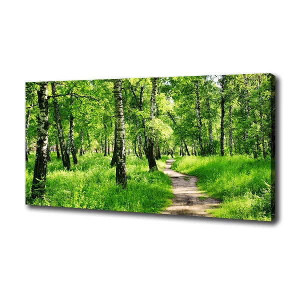Foto quadro su tela Foresta di betulle