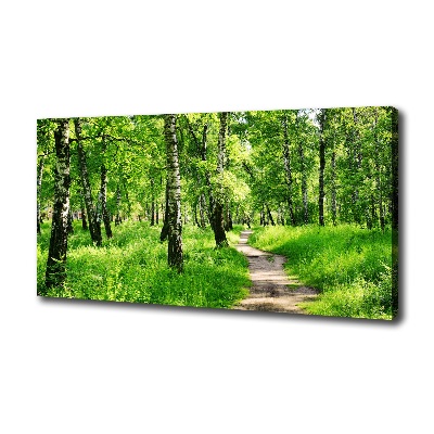 Foto quadro su tela Foresta di betulle