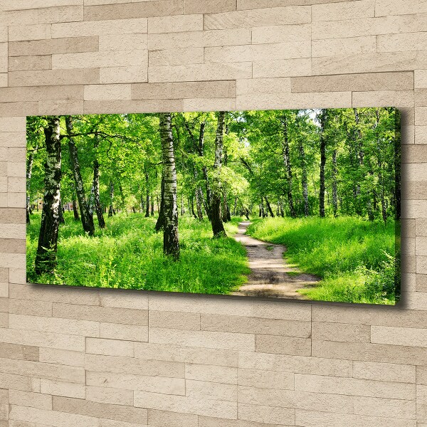 Foto quadro su tela Foresta di betulle