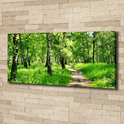 Foto quadro su tela Foresta di betulle