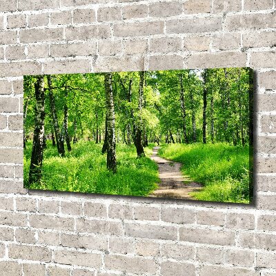 Foto quadro su tela Foresta di betulle