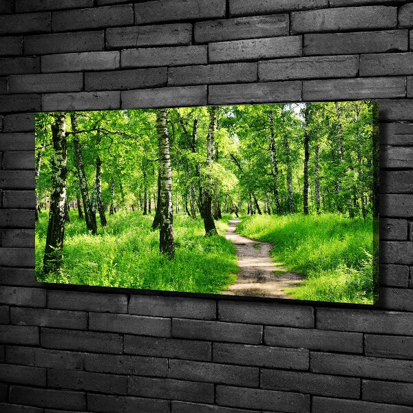 Foto quadro su tela Foresta di betulle