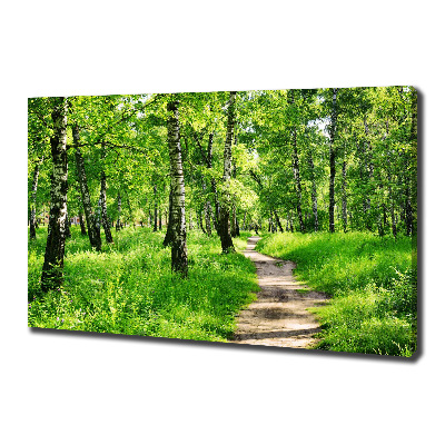 Foto quadro su tela Foresta di betulle