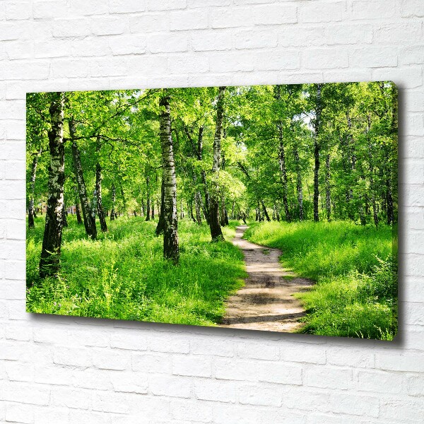 Foto quadro su tela Foresta di betulle