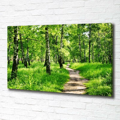 Foto quadro su tela Foresta di betulle