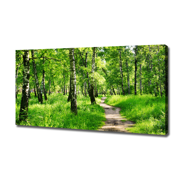 Foto quadro su tela Foresta di betulle