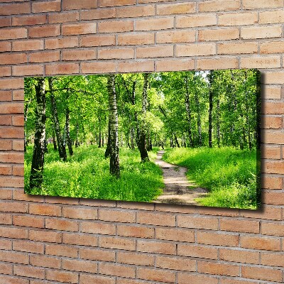 Foto quadro su tela Foresta di betulle