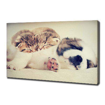 Quadro su tela Due gatti e un cane