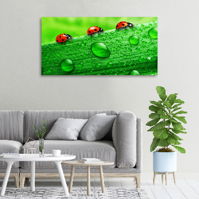 Quadro su tela Coccinelle sull'erba