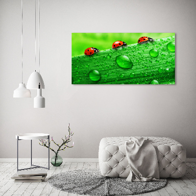 Quadro su tela Coccinelle sull'erba