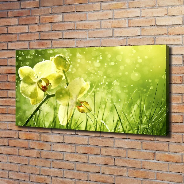 Quadro stampa su tela Orchidea