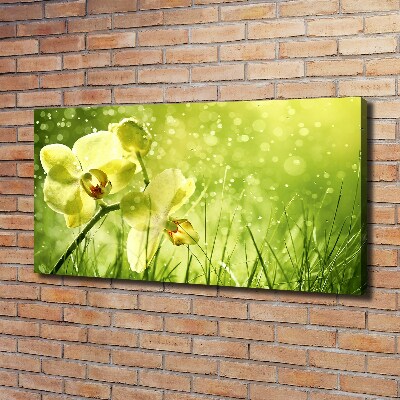 Quadro stampa su tela Orchidea