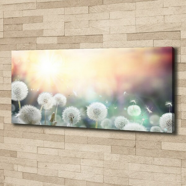 Foto quadro su tela Campo di tarassaco