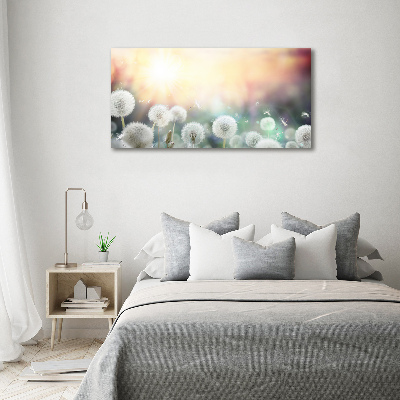 Foto quadro su tela Campo di tarassaco