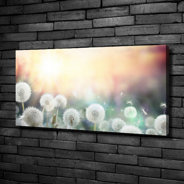Foto quadro su tela Campo di tarassaco