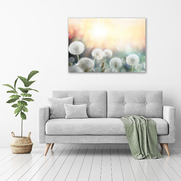 Foto quadro su tela Campo di tarassaco