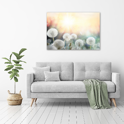 Foto quadro su tela Campo di tarassaco