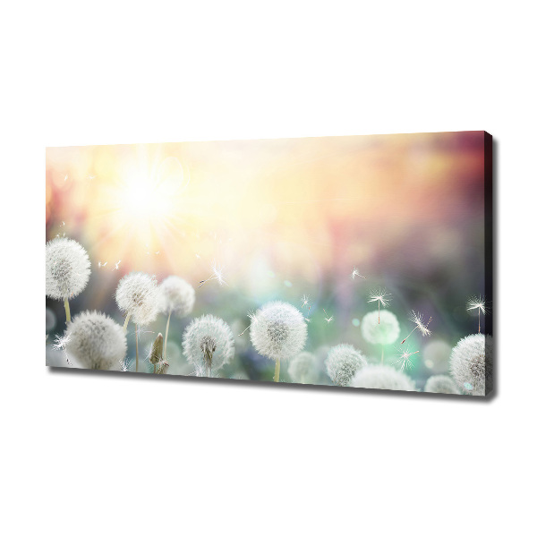 Foto quadro su tela Campo di tarassaco