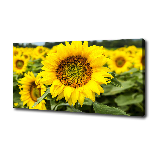 Foto quadro su tela Un campo di girasoli