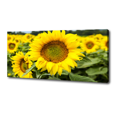 Foto quadro su tela Un campo di girasoli