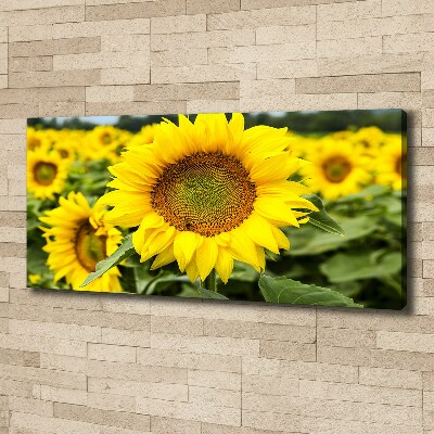 Foto quadro su tela Un campo di girasoli