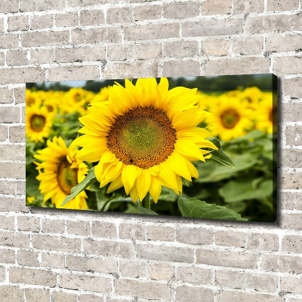 Foto quadro su tela Un campo di girasoli