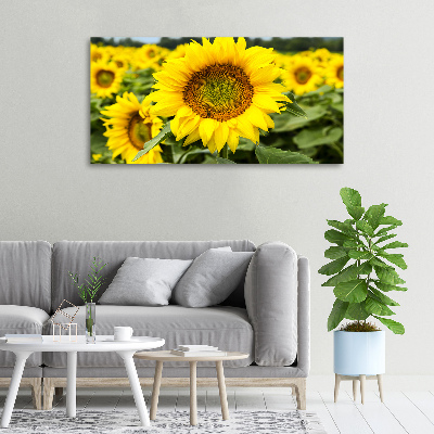 Foto quadro su tela Un campo di girasoli