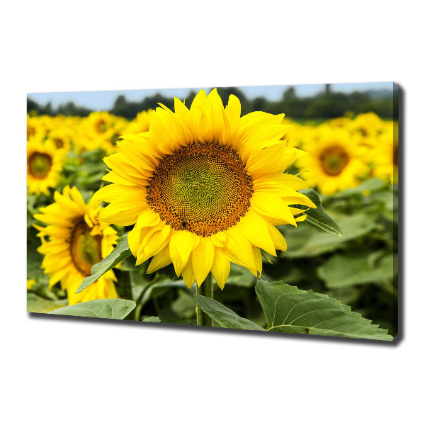 Foto quadro su tela Un campo di girasoli
