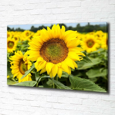 Foto quadro su tela Un campo di girasoli