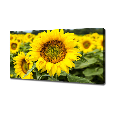 Foto quadro su tela Un campo di girasoli